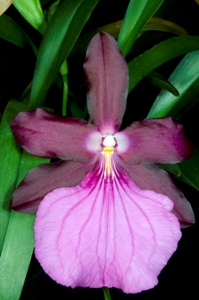 Miltonia moreiana Surprised Too FCC/AOS 90 pts.